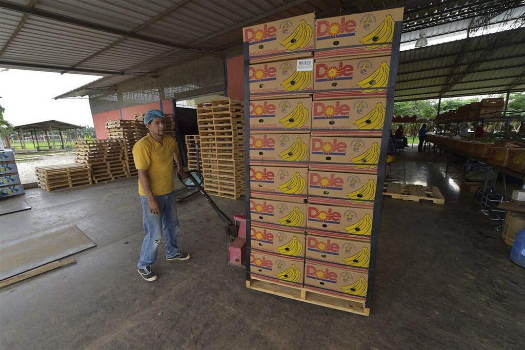 Bananen staan klaar voor export in Ecuador. - Foto: ANP