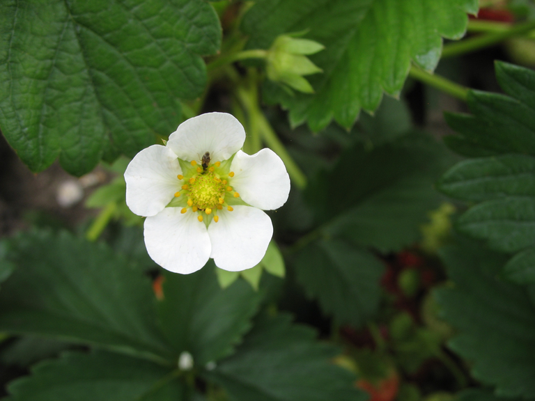 Aardbeien lijken prijsdip voorbij