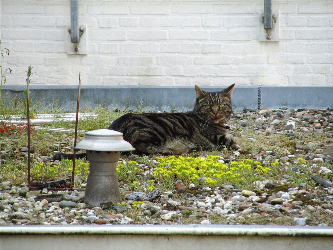 Om vlooien te bestrijden bij honden en katten zijn stoffen beschikbaar als fipronil, spinosad en imidacloprid. - Foto: ANP