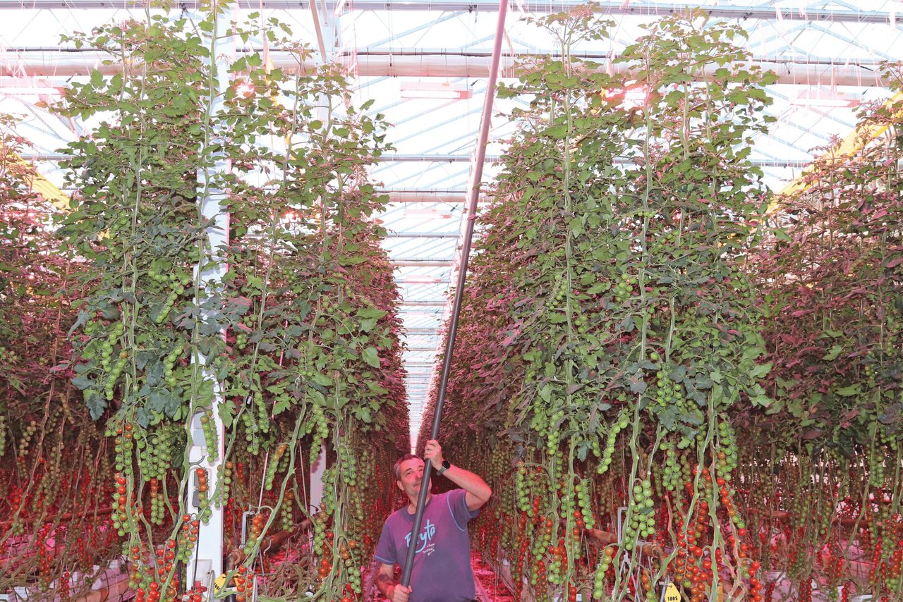 Met een stok tegen de gewasdraad tikken voor een betere vruchtzetting. Foto: Harry Stijger