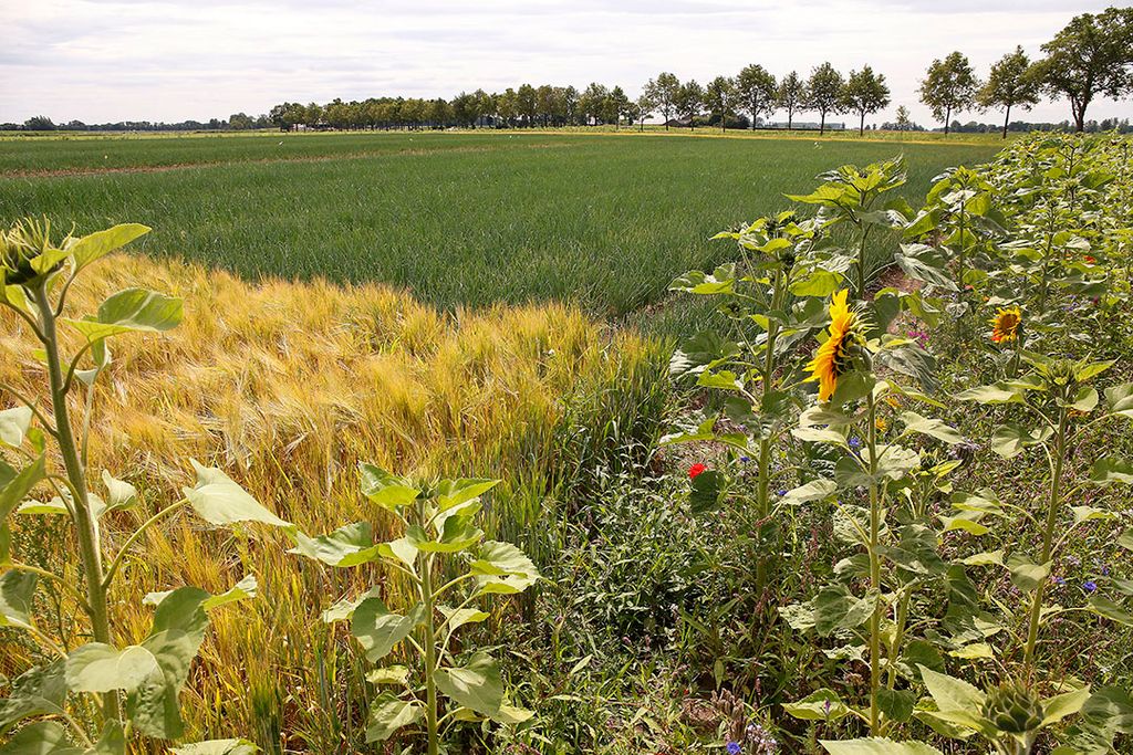 Akkerranden met diepwortelende plantensoorten binden bijvoorbeeld ook koolstof uit de atmosfeer in plant en bodem. Foto: Hans Prinsen