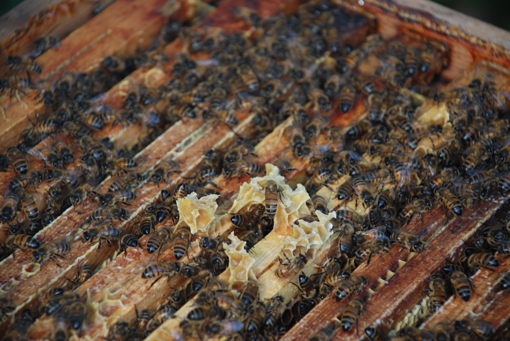 Bijen in kleine volkjes voor zaadproductie