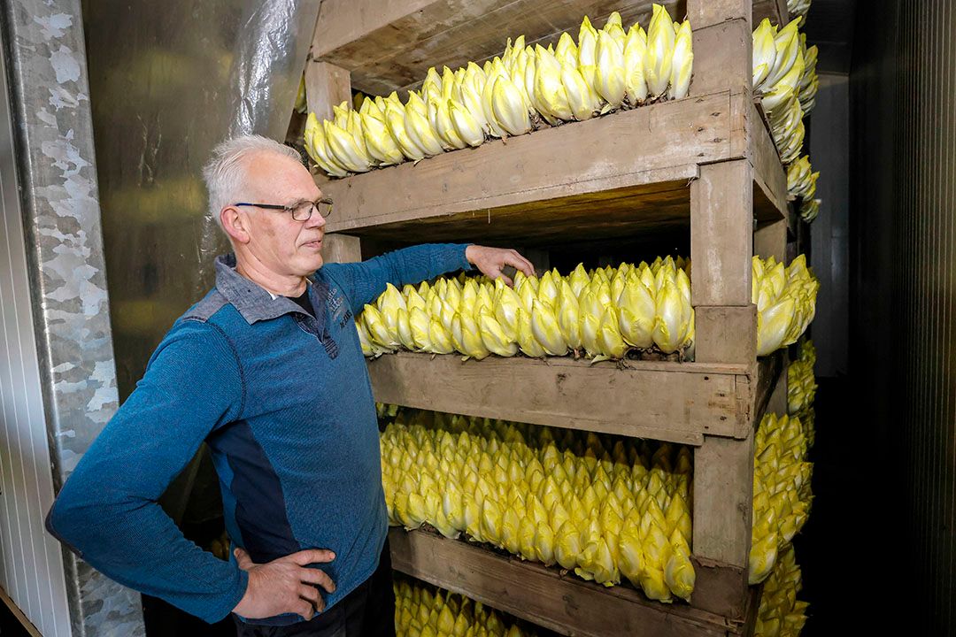 Bottenberg trekt in de winter en in het voorjaar ook witlof. Begin vorige week ging zijn laatste lof de deur uit. - Foto: Koos Groenewold