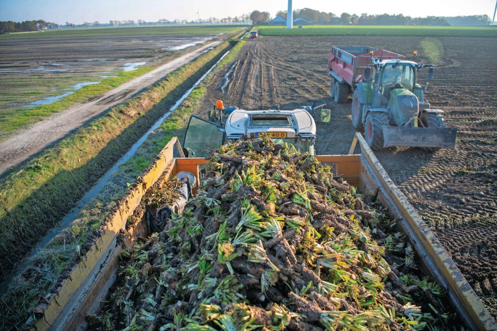 Oogst van een perceel witlof. Witlofwortels zijn een van de gewassen op de lijst voor de eco-regeling 'Vroeg oogsten rooigewas, voor 31 oktober'. Foto: Mark Pasveer