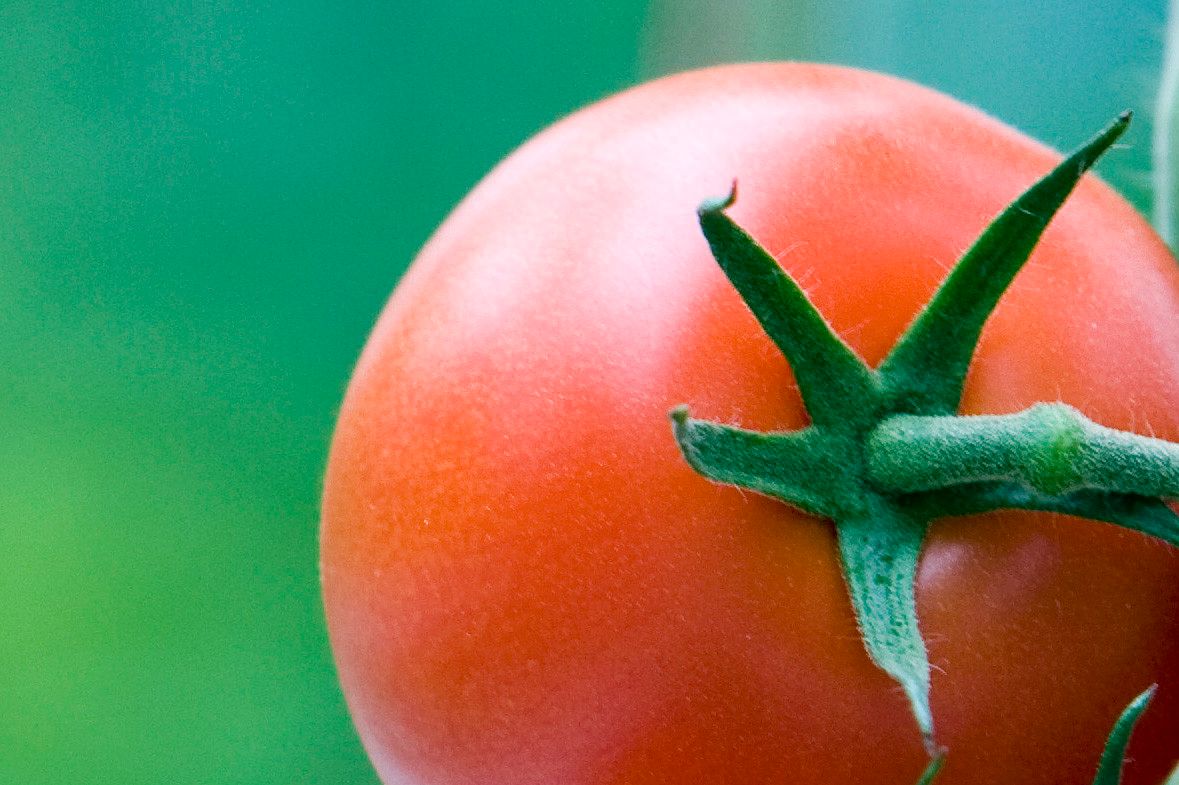 2008-09-24 11:14:51 HONSELERSDIJK - In de kas bij Tomato World worden diverse soorten en kleuren tomaten gekweekt. ANP PHOTO XTRA LEX VAN LIESHOUT