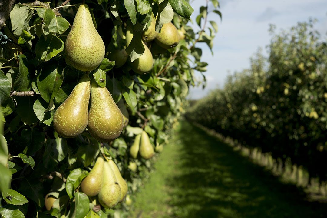 Conference-oogst vordert met meer kleinere maten. Foto: ANP
