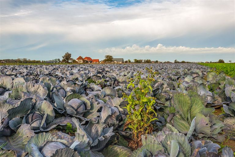 Teelt van biologsiche rodekool. Nederland telt nu circa 76.000 hectare biologische landbouw. - Foto: ANP