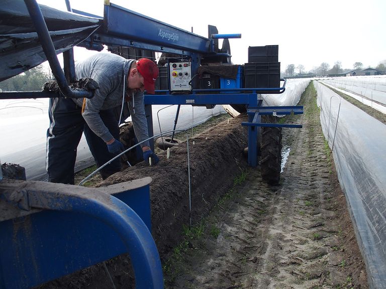 De aspergeteelt bij Piet en Mieke van Iersel. Foto: Stan Verstegen