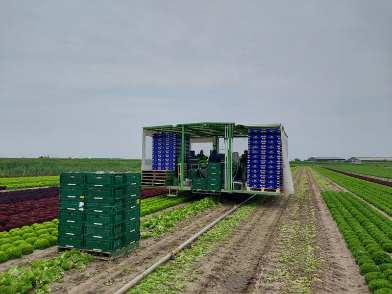 Qua oogst zit Mart Boender half september op schema. Foto: Mart Boender.