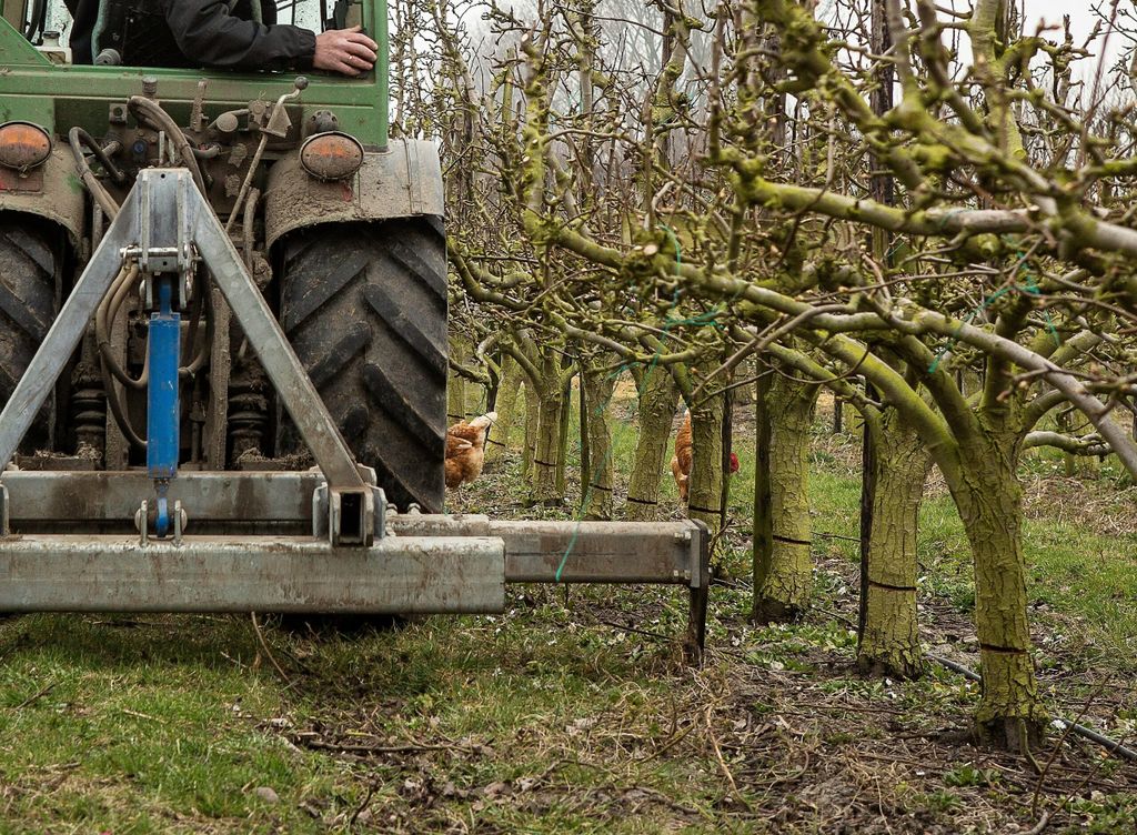 Wortelsnijden op een fruitteeltbedrijf om groei te reduceren. foto: G&F
