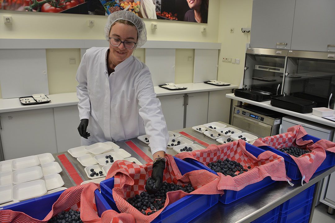 Monsters worden gereedgemaakt voor het smaakpanel dat ze achter de deurtjes op de achtergrond geconcentreerd gaat (be)proeven. - Foto: Peter Visser