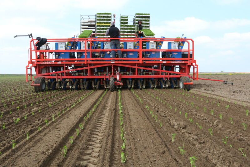 Knolselderij planten met werktuigendrager