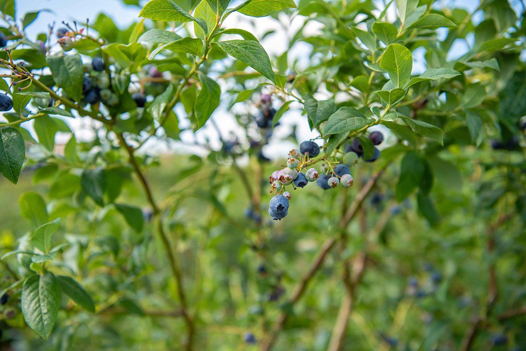 De afgelopen twee jaar waren buitengewoon onzeker voor de blauwebessentelers rondom het bestrijden van schade door spreeuwen. - Foto: Michel Velderman