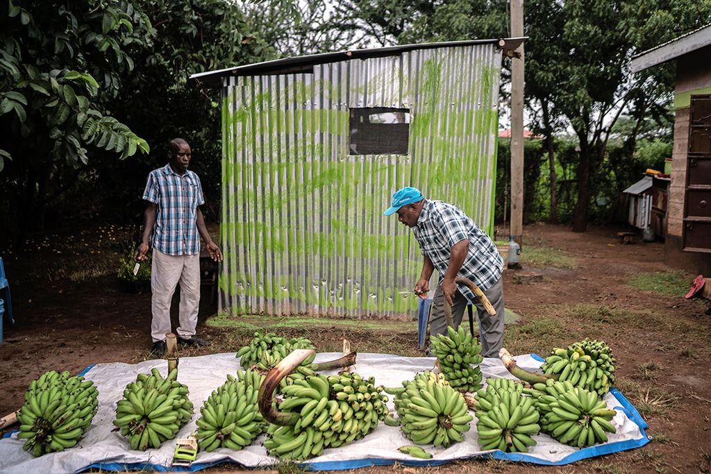 Mannen in Kenia selecteren bananen na de oogst. Alleen al in Kenia is de import van pesticiden de laatste vijftien jaar verviervoudigd, zegt Nicole van Gemert. - Foto: ANP