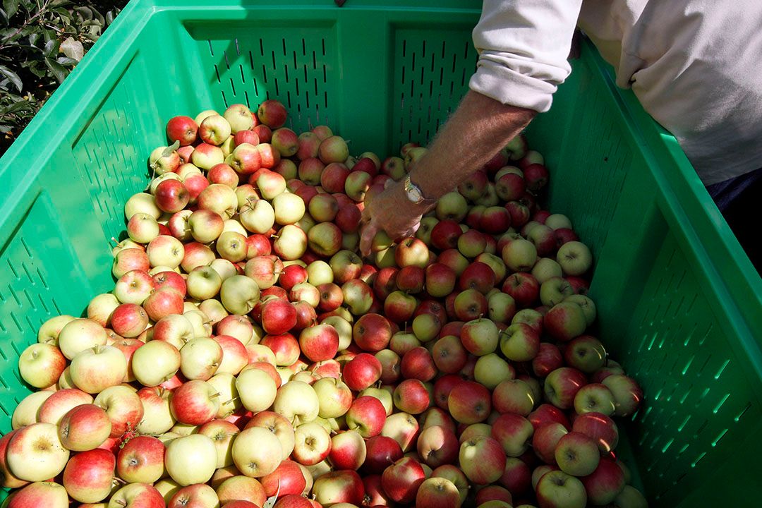 informatie fruitmarkt