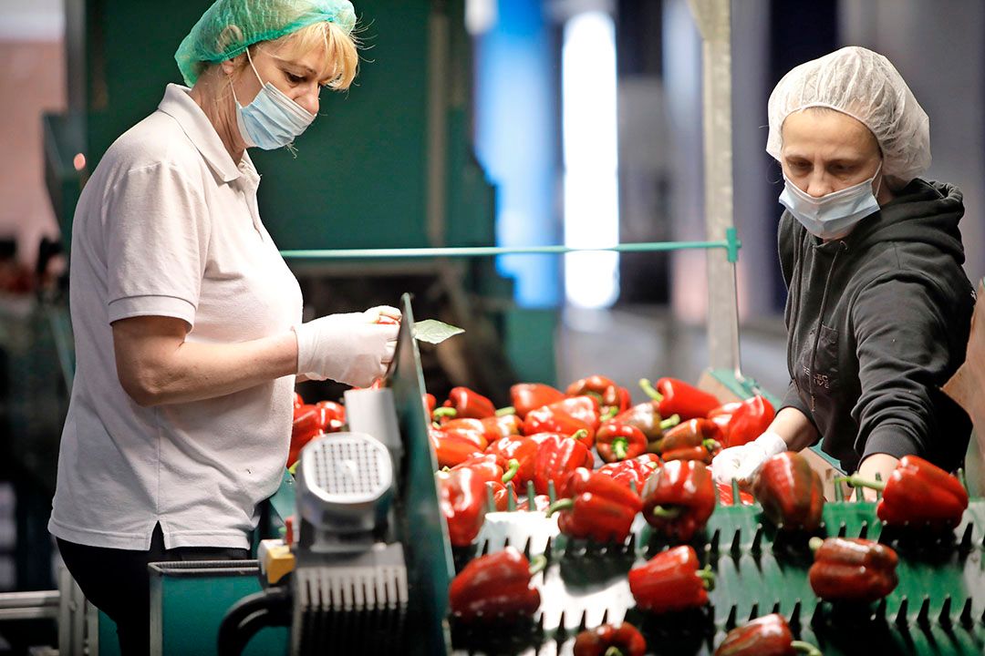 Nederlandse paprika's en andere vruchtgroenten gedijen prima in het koele lenteweer. - Foto: Vidiphoto