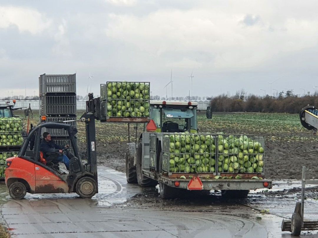 Laden van bakken wittekool op het perceel. Dde koolteelt is kansrijk als het gaat om eiwittransitie. - Foto: Jeroen Verheul