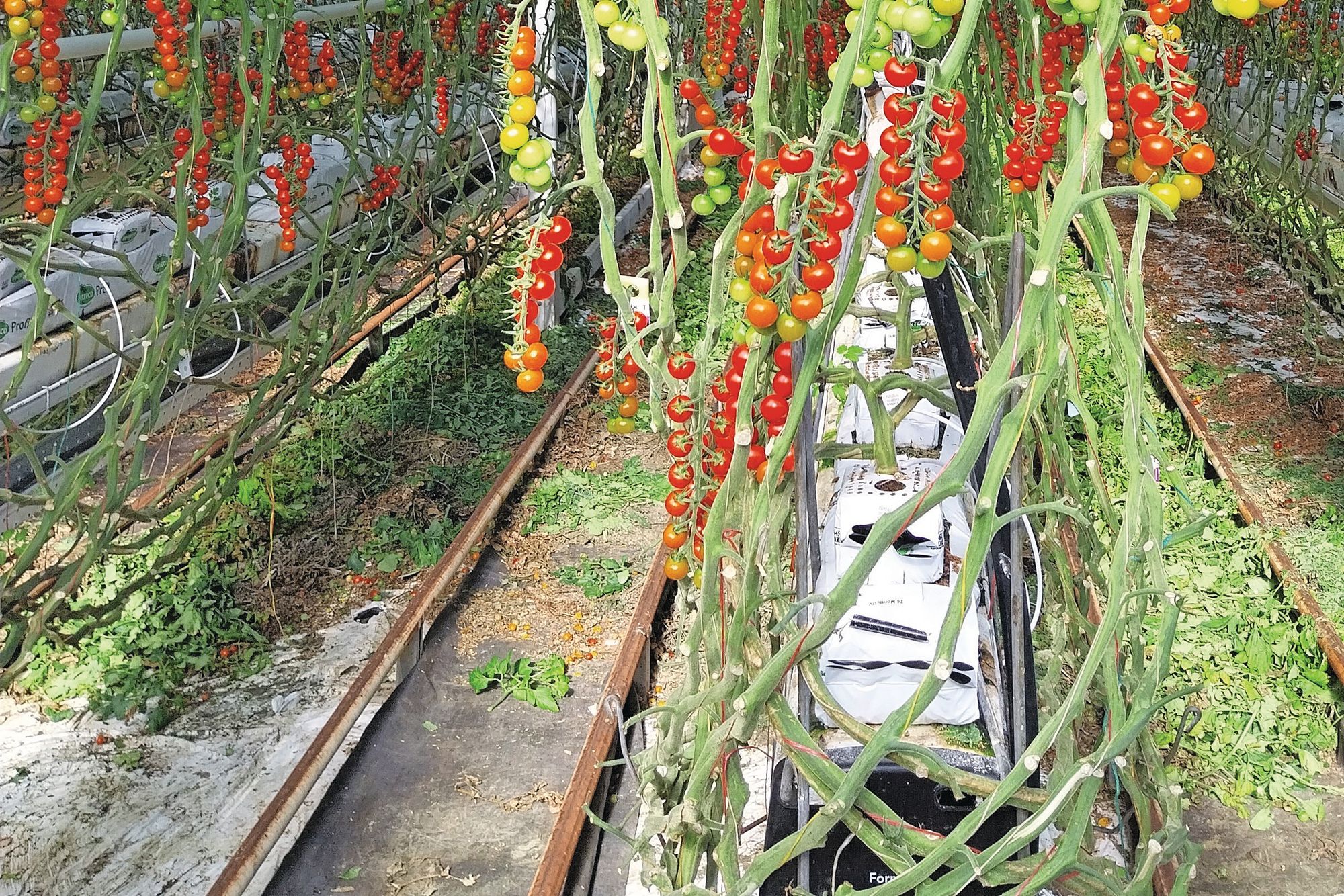 Elke plant zijn eigen druppelslang. Met de wateranalysetechniek van CE-Line is er steeds realtime meting van wat er in dat water zit. Foto: Ton van der Scheer