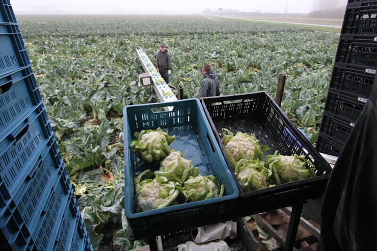 Bloemkoolprijs