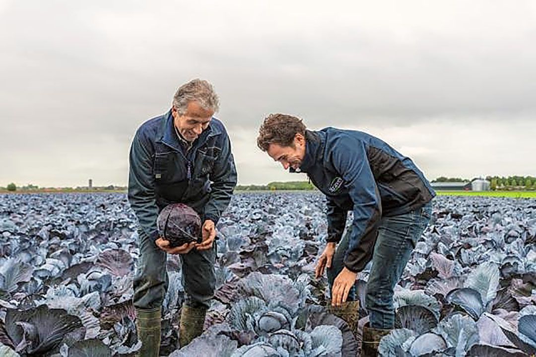 Kooltelers Wim (l.) en Johannes Straver uit Almkerk oogsten de eerste PlanetProof-rode kool