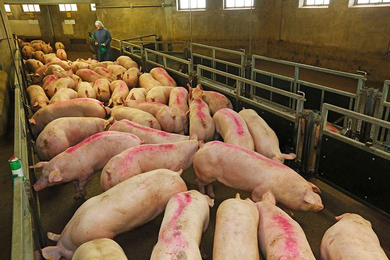 De aanvoer van varkens op de slachterij. Het varkensaanbod neemt sterk af. - Foto: Henk Riswick