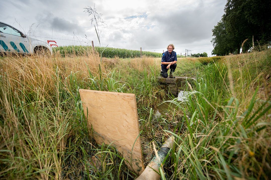 Droogte in Noord Limburg doet Waterschap Limburg besluiten om beperktere beregening toe te staan. - Foto: Maartje van Berkel