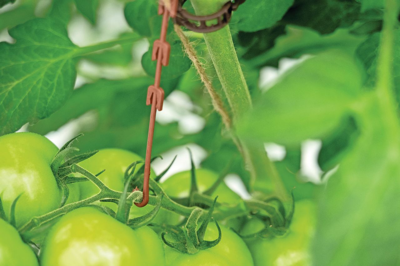 Tomatendispuut met Mexico kan de glasteelt in de VS raken. Foto: Bram Becks Fotografie