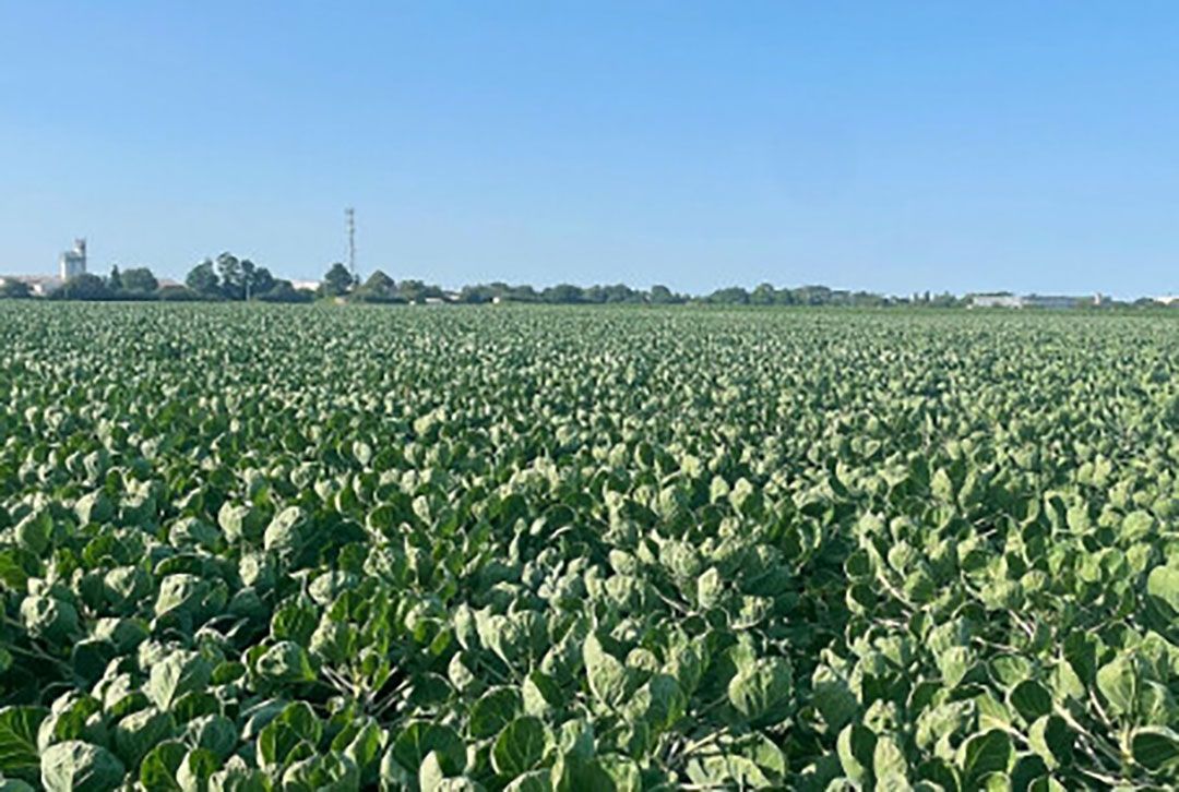 Door CA-bewaring zijn de Marokkaanse spruiten van Primeale United langer uit te leveren met behoud van kwaliteit en smaak - Foto: Primeale United