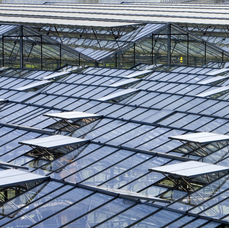 Belgische glasgroentetelers positiever dan collega-tuinders