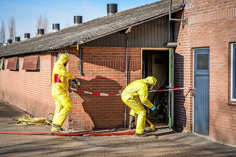 Ruimen van een met vogelgriep besmet kippenbedrijf in Brabant, in maart van dit jaar. - Foto: Bert Jansen