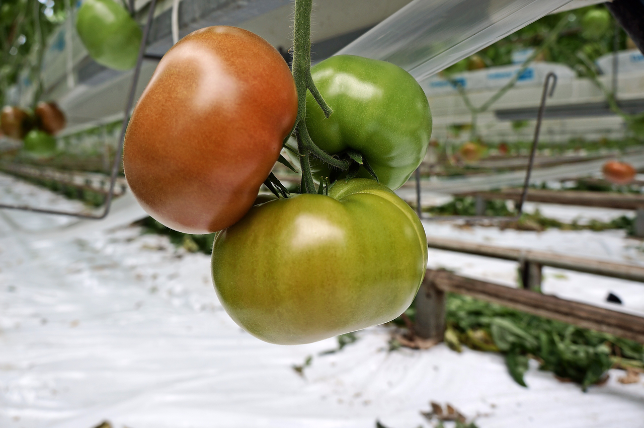 &apos;Begonnen met levering tomaten aan snijderij&apos;