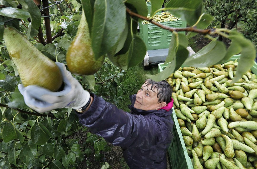 De perenoogst zal zich dit jaar herstellen van een matig perenjaar in 2021. - Foto: Vidiphoto