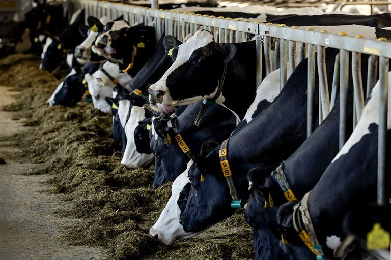 Zuivelproducenten zouden volgens Wakker Dier de indruk wekken dat ze weidemelk gebruiken in plaats van melk van koeien die op stal ​​​​​​​staan.