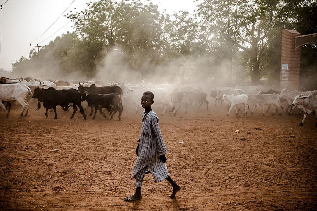 Planet Africa concludeert dat kinderen hand-en-spandiensten verlenen en dat ze helpen met het hoeden van de koeien. - Foto: ANP