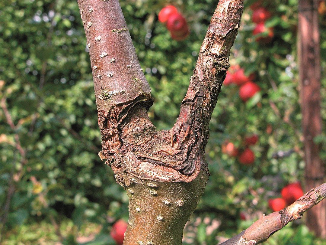 Schadebeeld vruchtboomkanker. -Foto: G&F