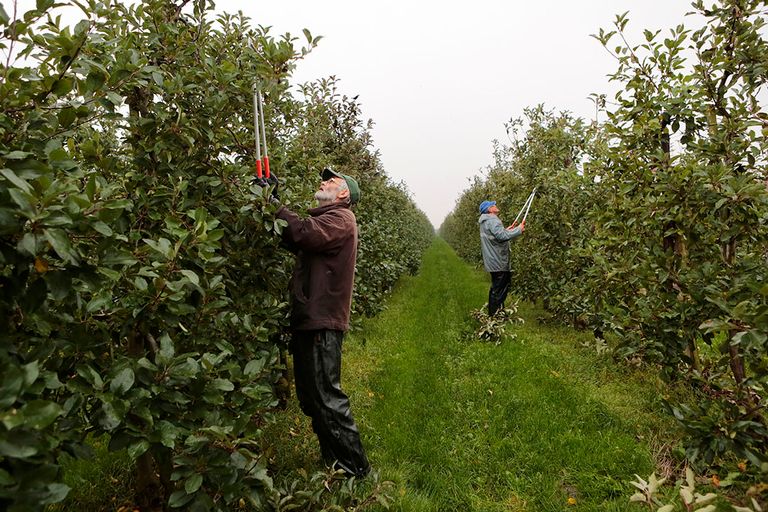 Snoeiwerk in appelgaard. - Foto: Ton Kastermans Fotografie