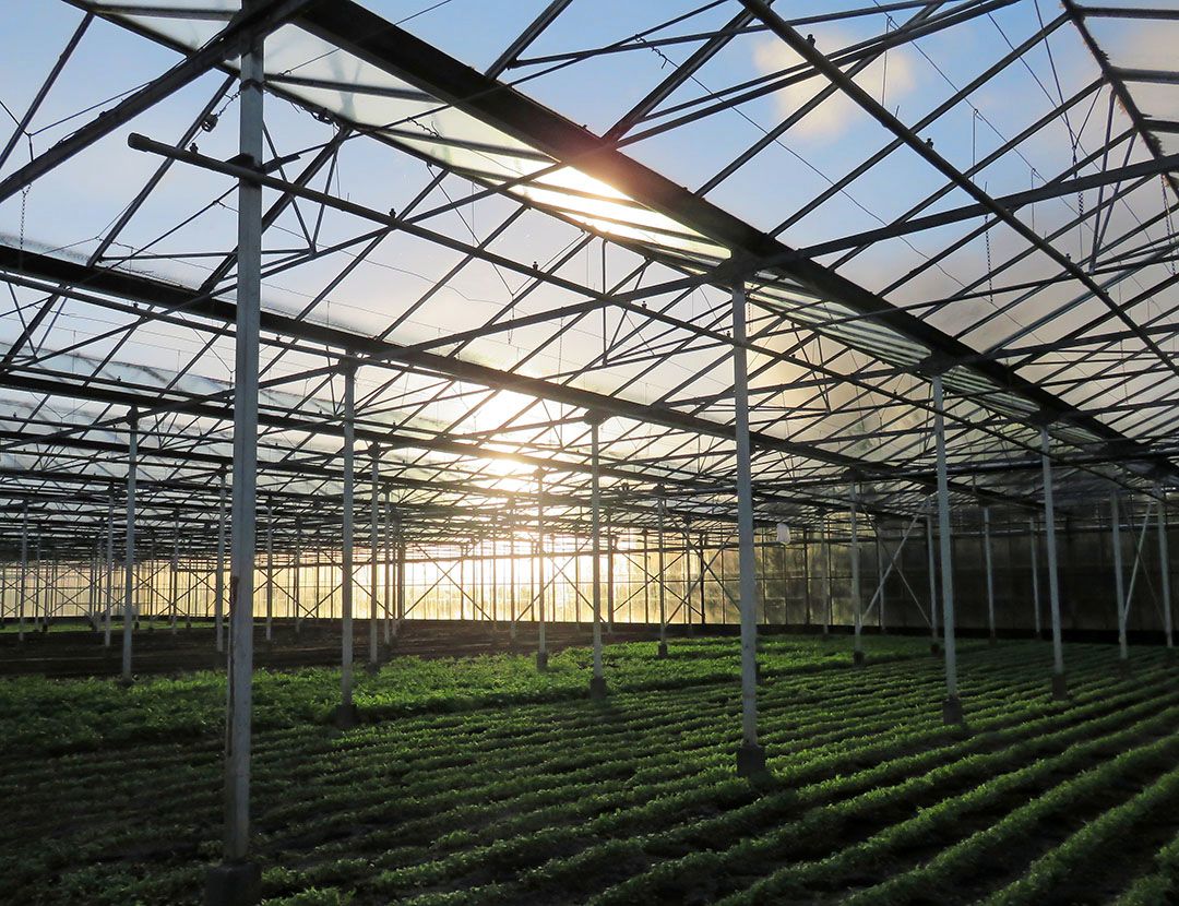 faillissementen in de glastuinbouw