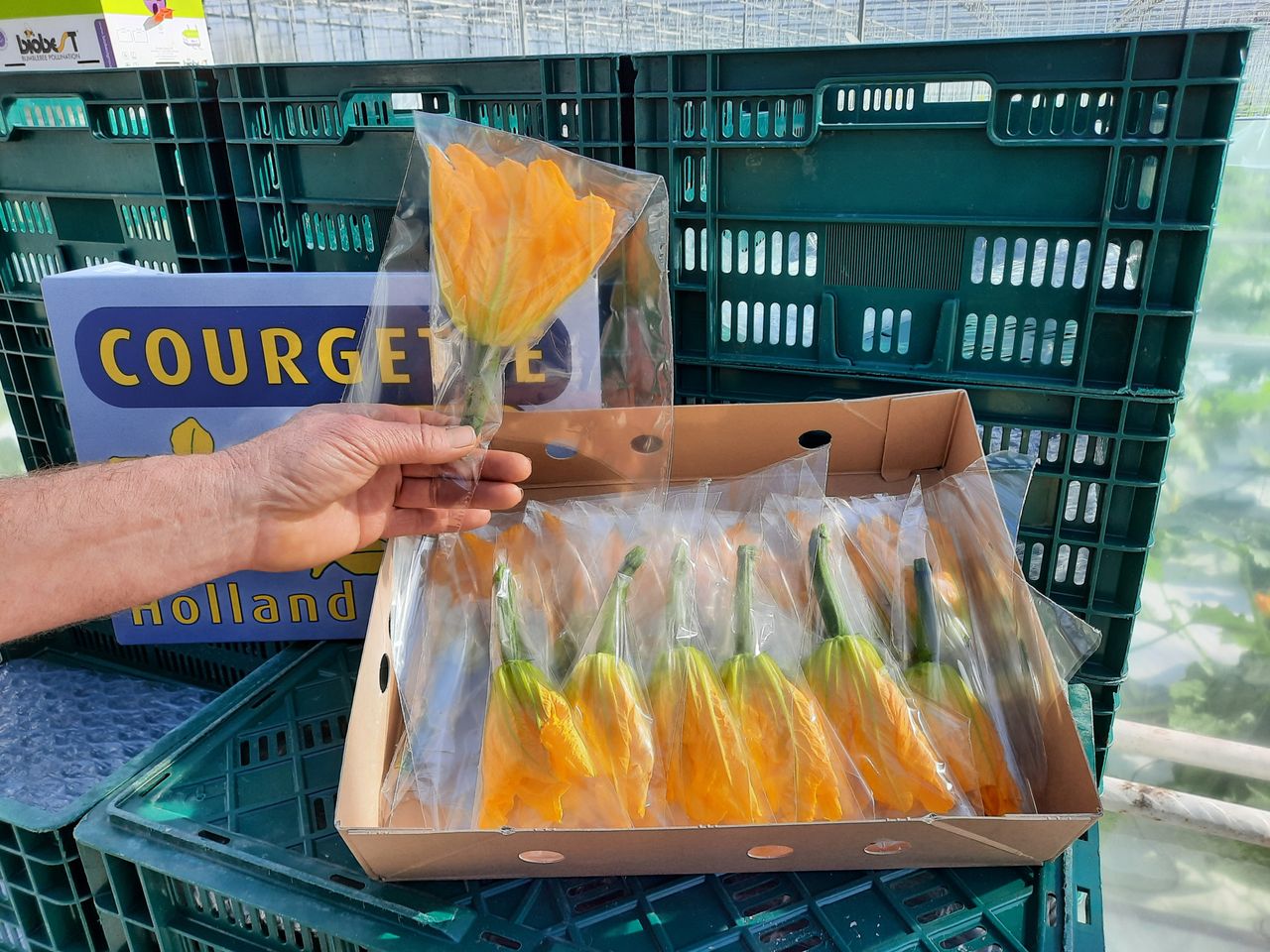 Door de kop niet uit de plant te halen, kan langer worden doorgegaan met het oogsten van courgette fleur. Foto: Harry Stijger