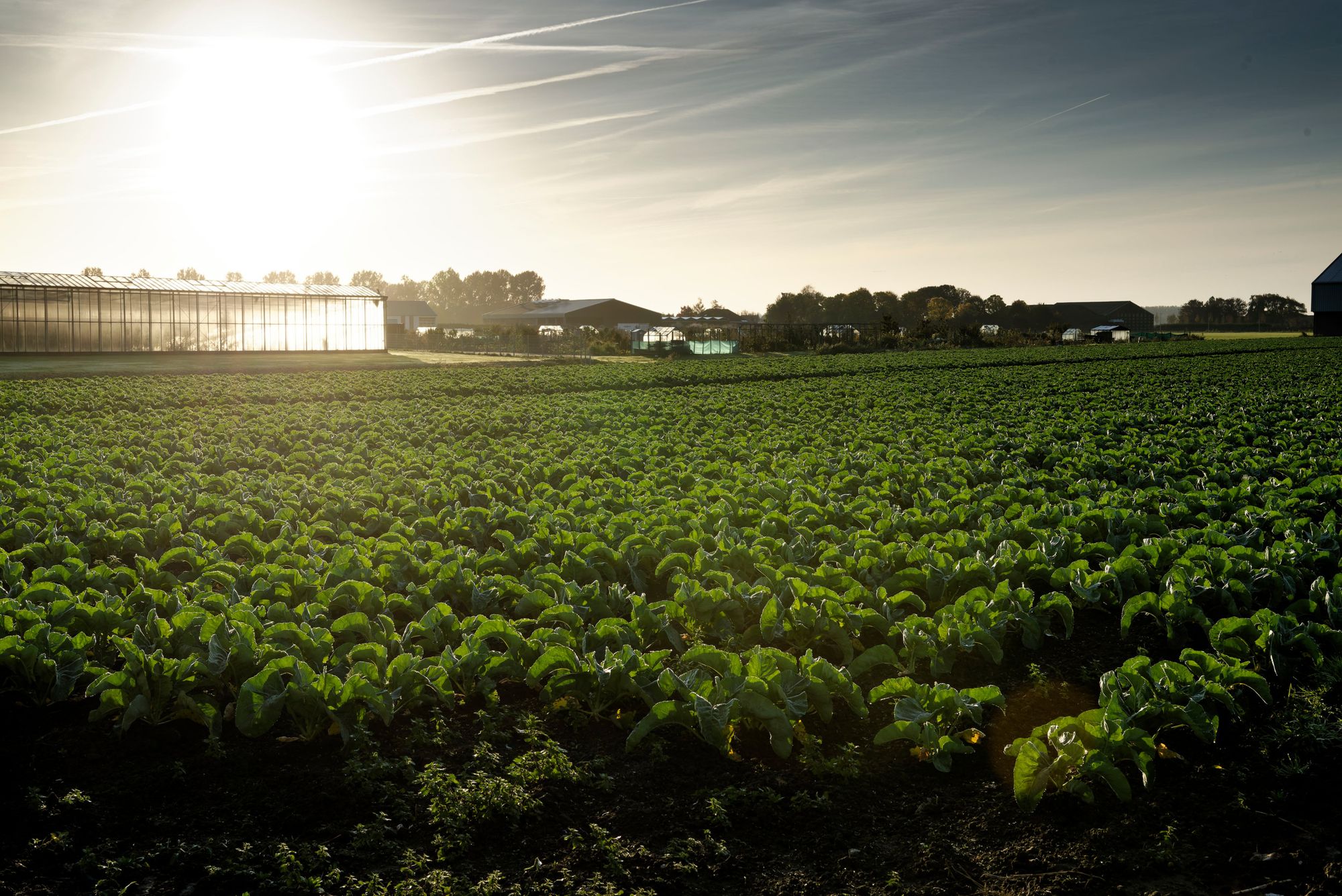 Bloemkoolveld. West Plant was onder meer belangrijke bloemkoolplantenleverancier. Foto: Lex Salverda