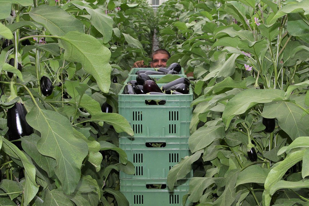 Aubergine houdt een comfortabele meerprijs. - Foto: Harry Stijger