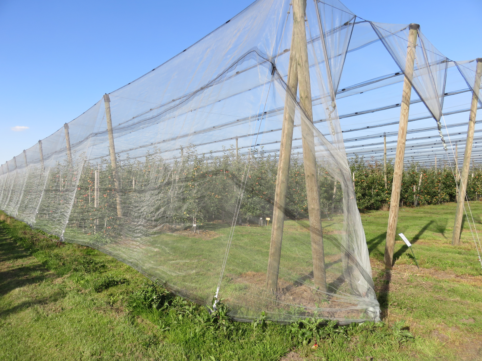Randwijk bekijkt gaas, netten en kappen in hardfruit