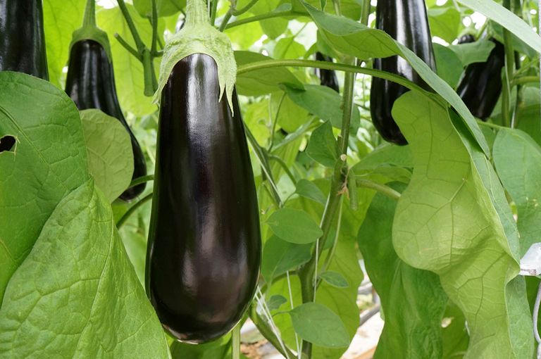 Aubergineprijzen liggen zwaar onder druk door het coronavirus. Foto: Gerard Boonekamp