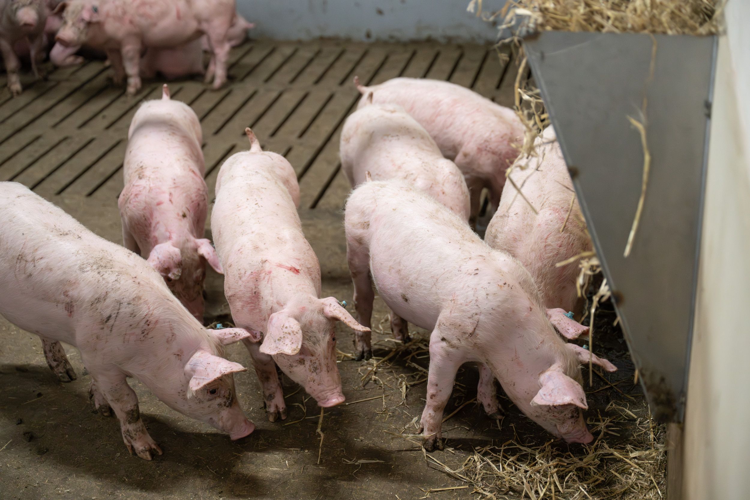 In Nederland heeft de toezichthouder tot nu toe over één zaak rond oneerlijke handelspraktijken een besluit genomen, die ging over contracten in de varkenshouderij. Foto: Michel Velderman