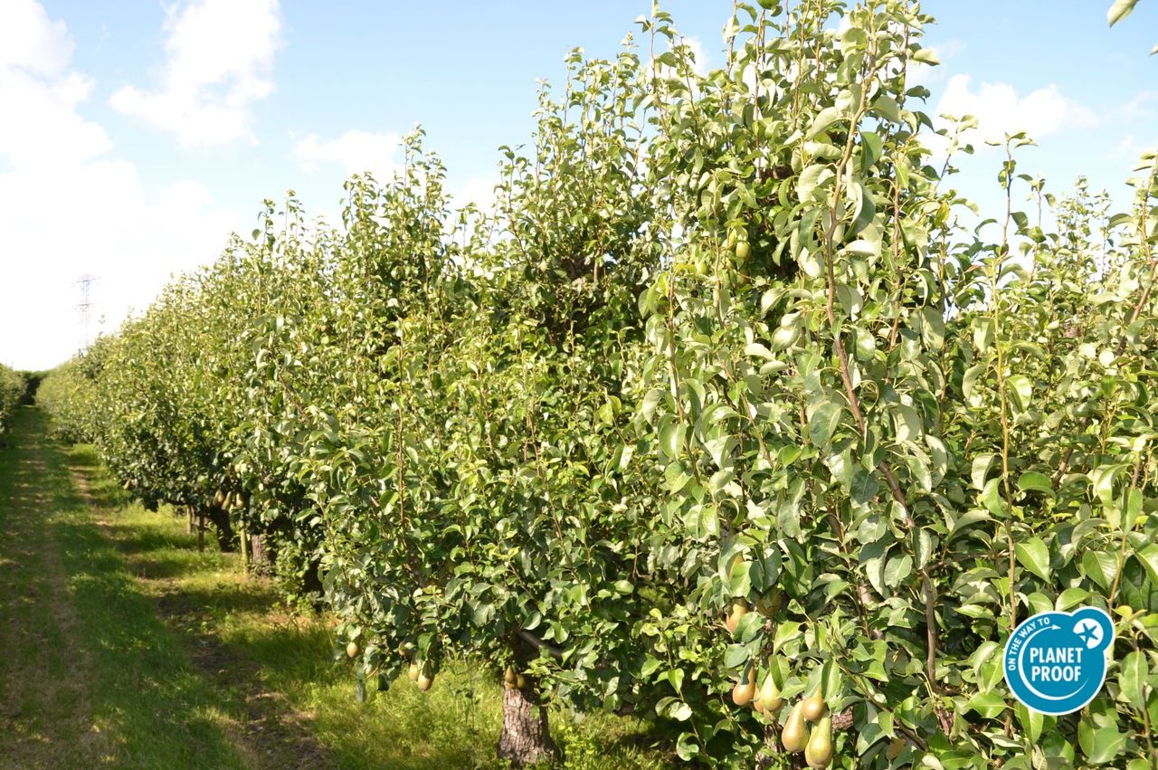 Hardfruittelers met PlanetProof-certificaat ontvangen minder voor hun extra inspanningen dan AH-telers. Het verschil bij peren is € 0,07 per kilo (minder bij PlanetProof). Foto: Beeldbank PlanetProof