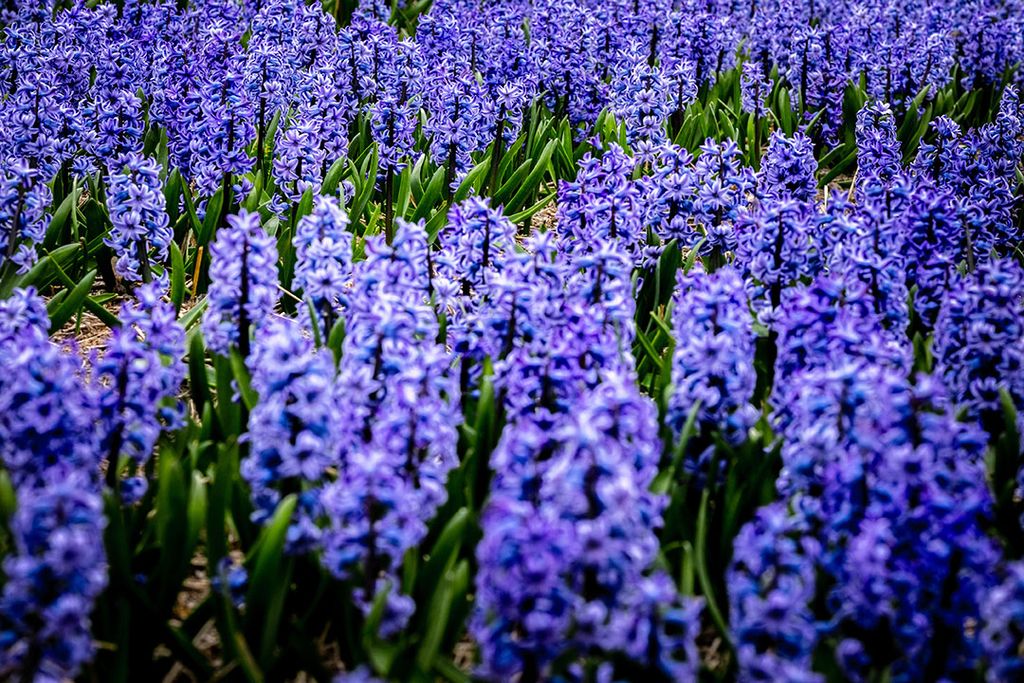 Hyacinten in bloei. Ook de Vlaamse sierteelt kan rekenen op extra steun. - Foto: ANP