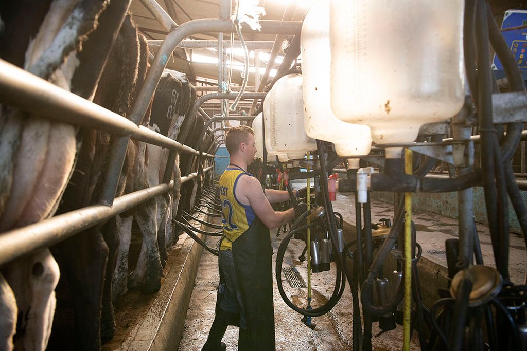 De melkproductie in Ierland nam met 5,2% toe. - Foto: Mark Pasveer