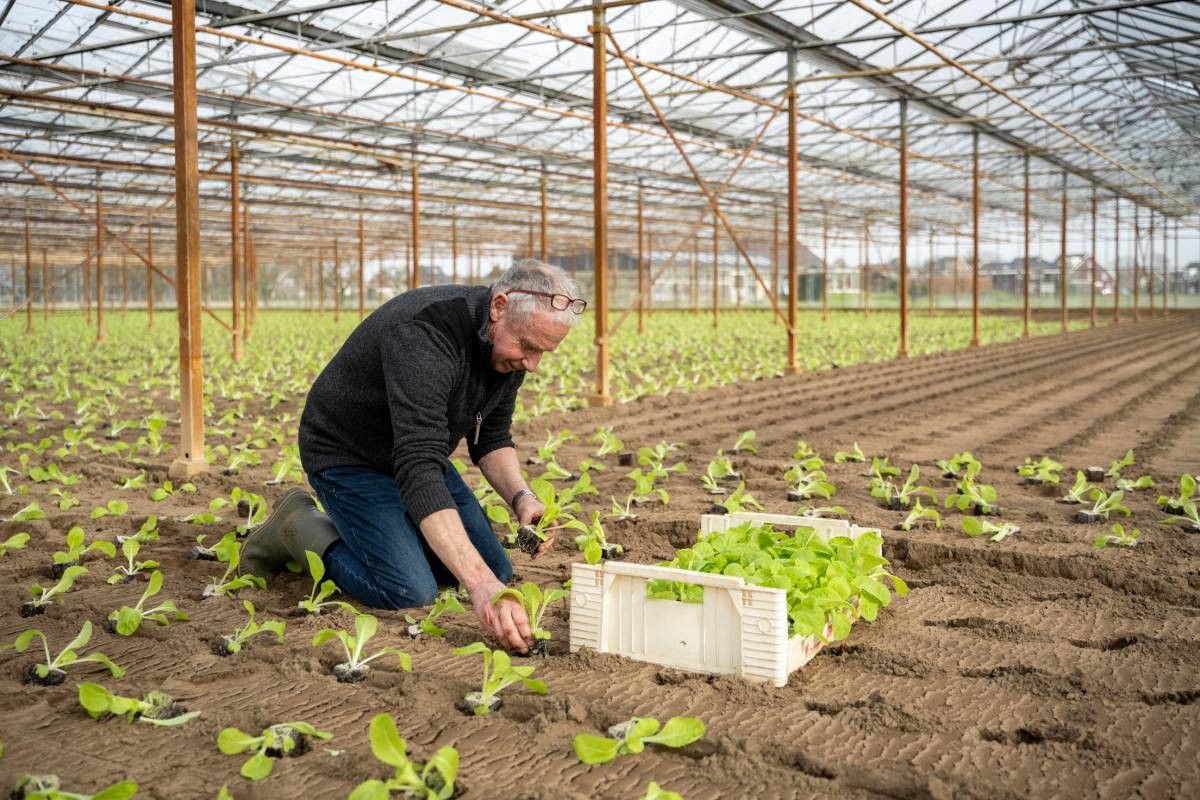 Wim van den Eertwegh plant Chinese kool in de kas. Foto: Bram Becks Fotografie