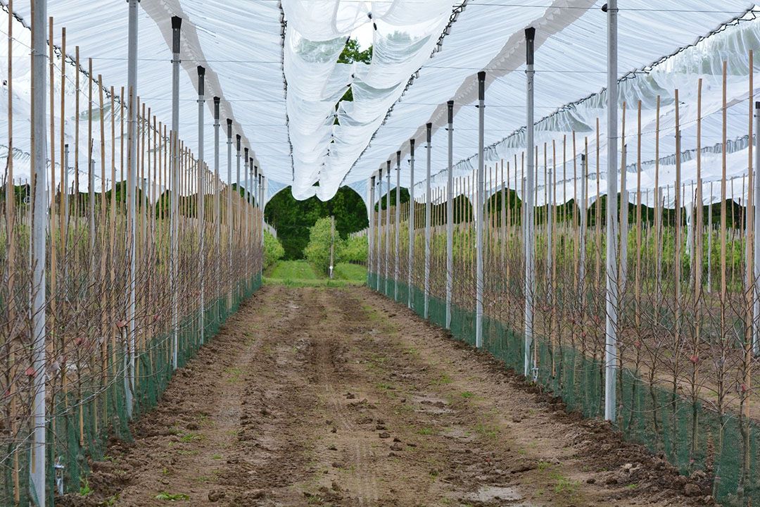 Op 6.000 vierkante start Proeftuin Randwijk voor FruitMasters proeven met biologische teelt van clubrassen.