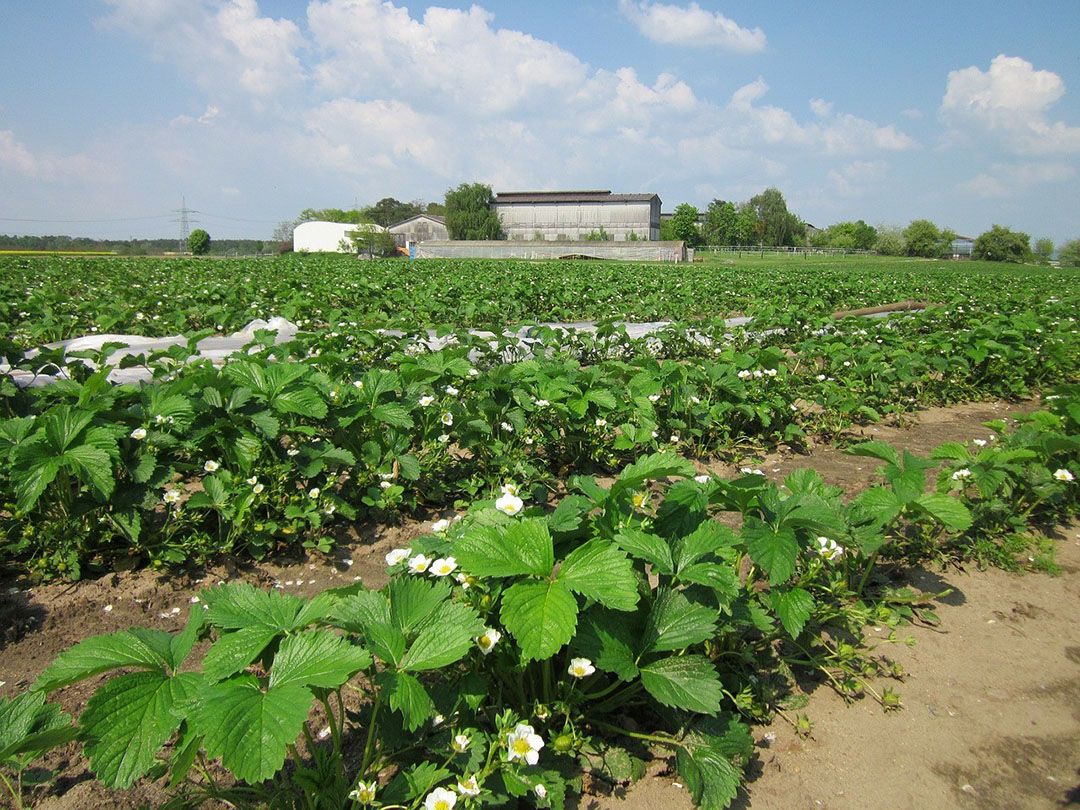 Veld met aardbeien in Reilingen, Baden-Württemberg (D.). Door corona werd 25% minder geoogst. - Foto: Pixabay