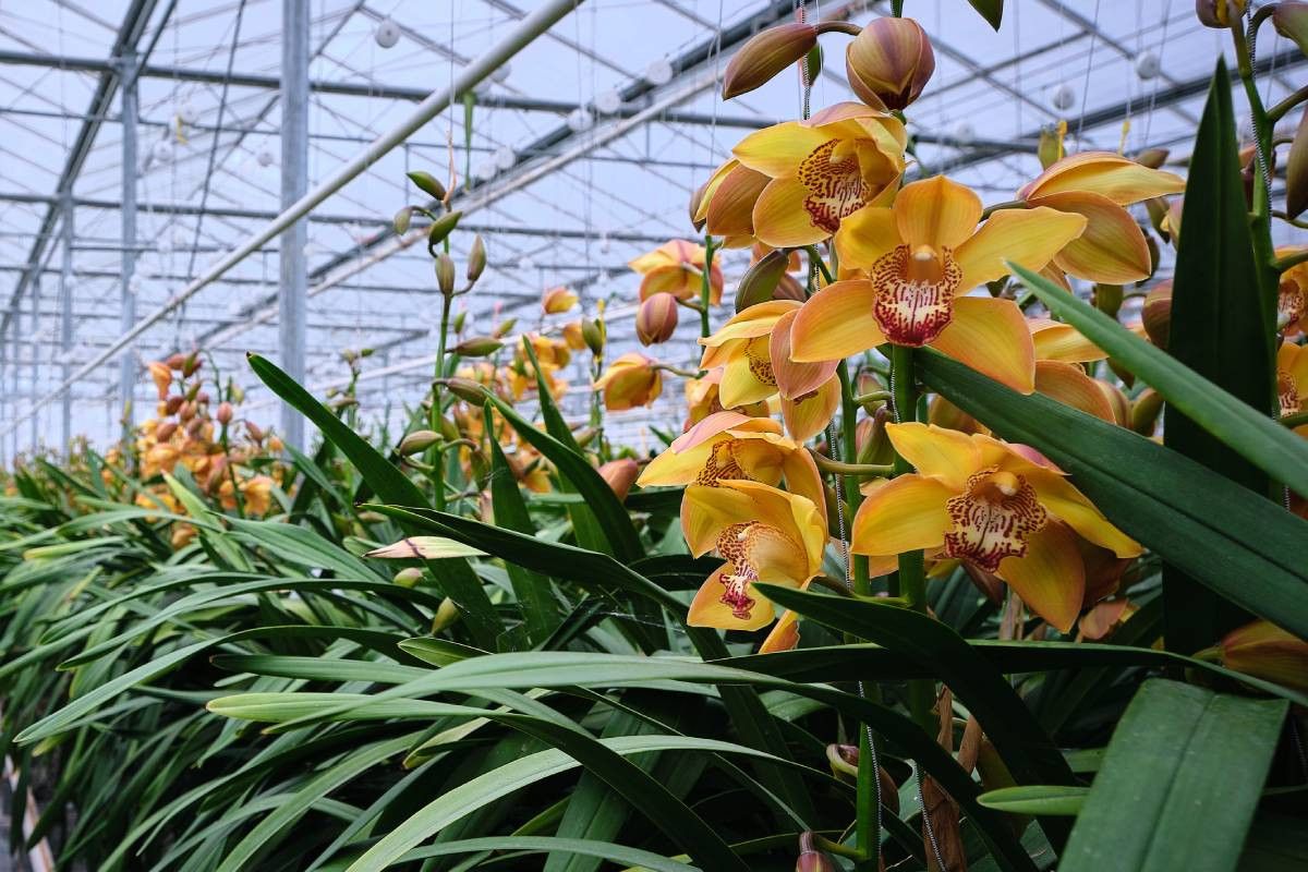 Kassen waar nu bloemen en sierplanten worden gekweekt, zouden volgens Urgenda meer voor groenteelt moeten worden gebruikt. Foto: Roel Dijkstra Fotografie